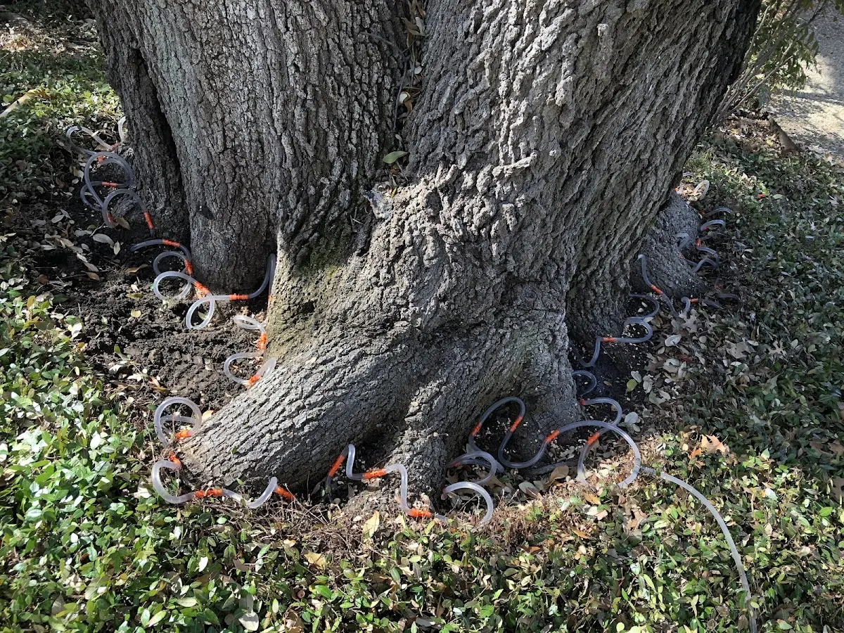 Detailed Tree Cabling and Bracing job site in Dailey